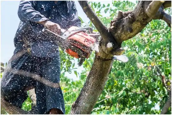 tree services Christiansburg